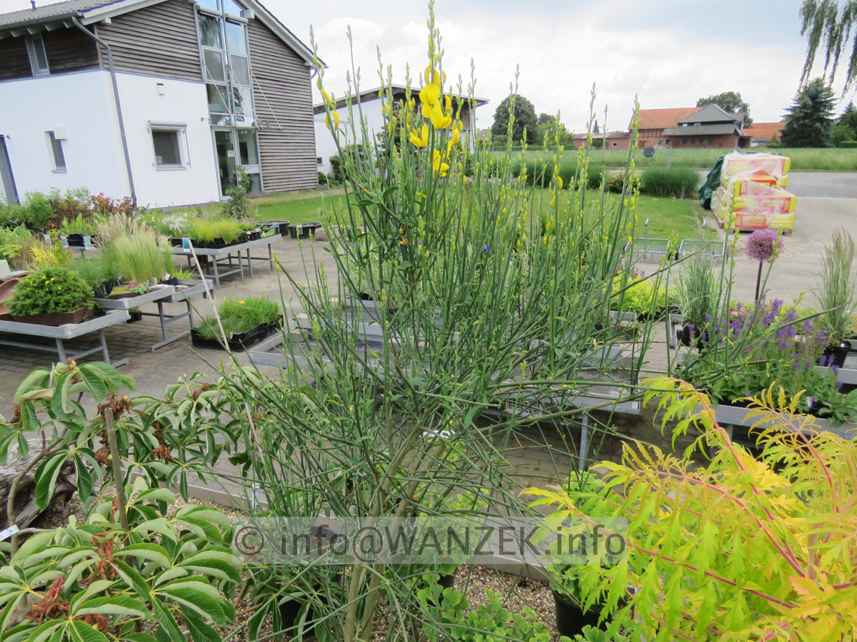 Spartium junceum 01.JPG